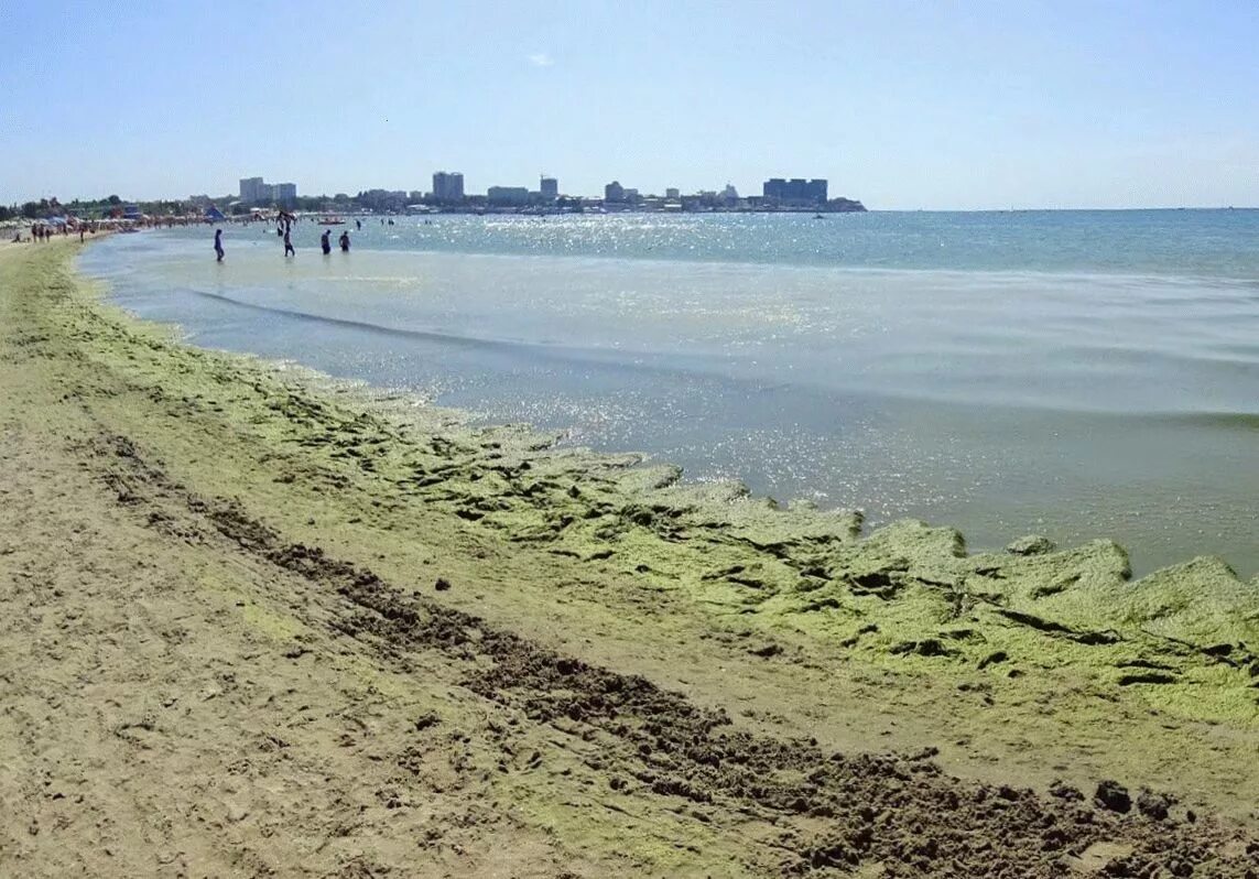 Водоросли в анапе. Черное море цветет Анапа. Анапа Витязево море цветет. Анапа море водоросли. Водоросли в черном море в Анапе.