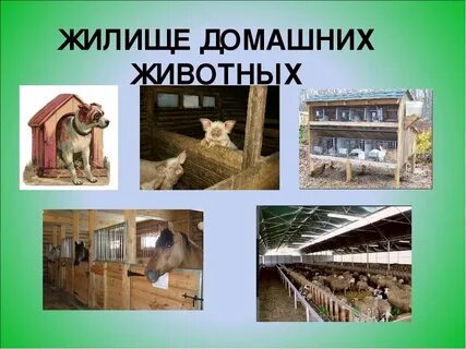 Жилье животных