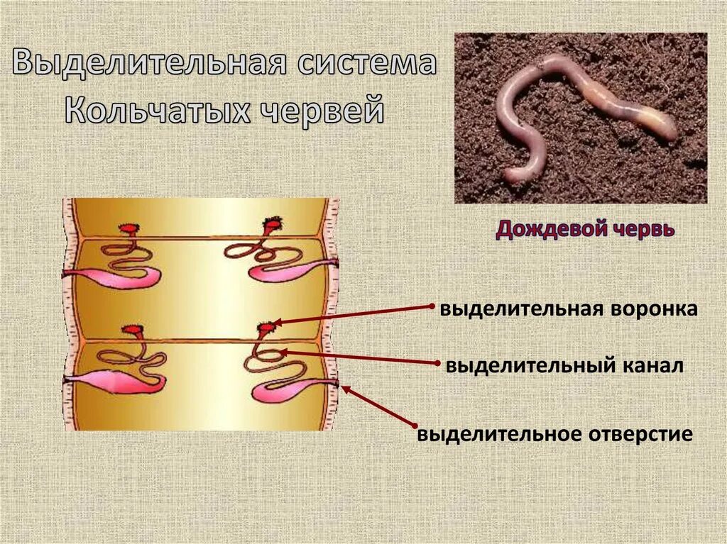 Выделительные трубочки червей. Выделительная система дождевого червя. Выделительная система кольчатых червей схема. Выделительная система кольчатых червей рисунок. Выделительная система кольчатых.