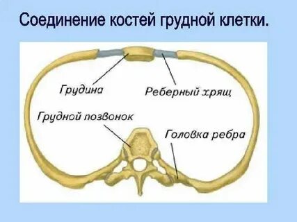 Виды соединения ребер с грудиной