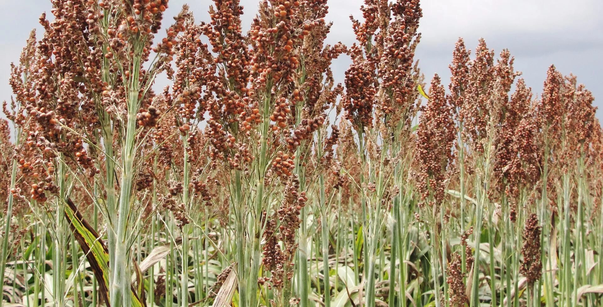 Болезни сорго зернового краснуха. Sorghum bicolor. Сорго страны производители. Сорго галия. Сорго сахарное (sorghum saccharatum).