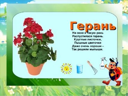 Стихи комнатным цветам