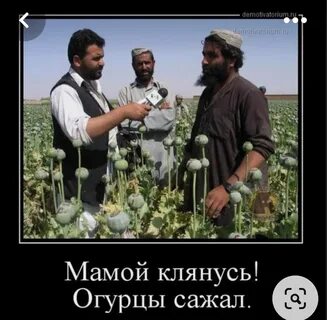 Садите ой