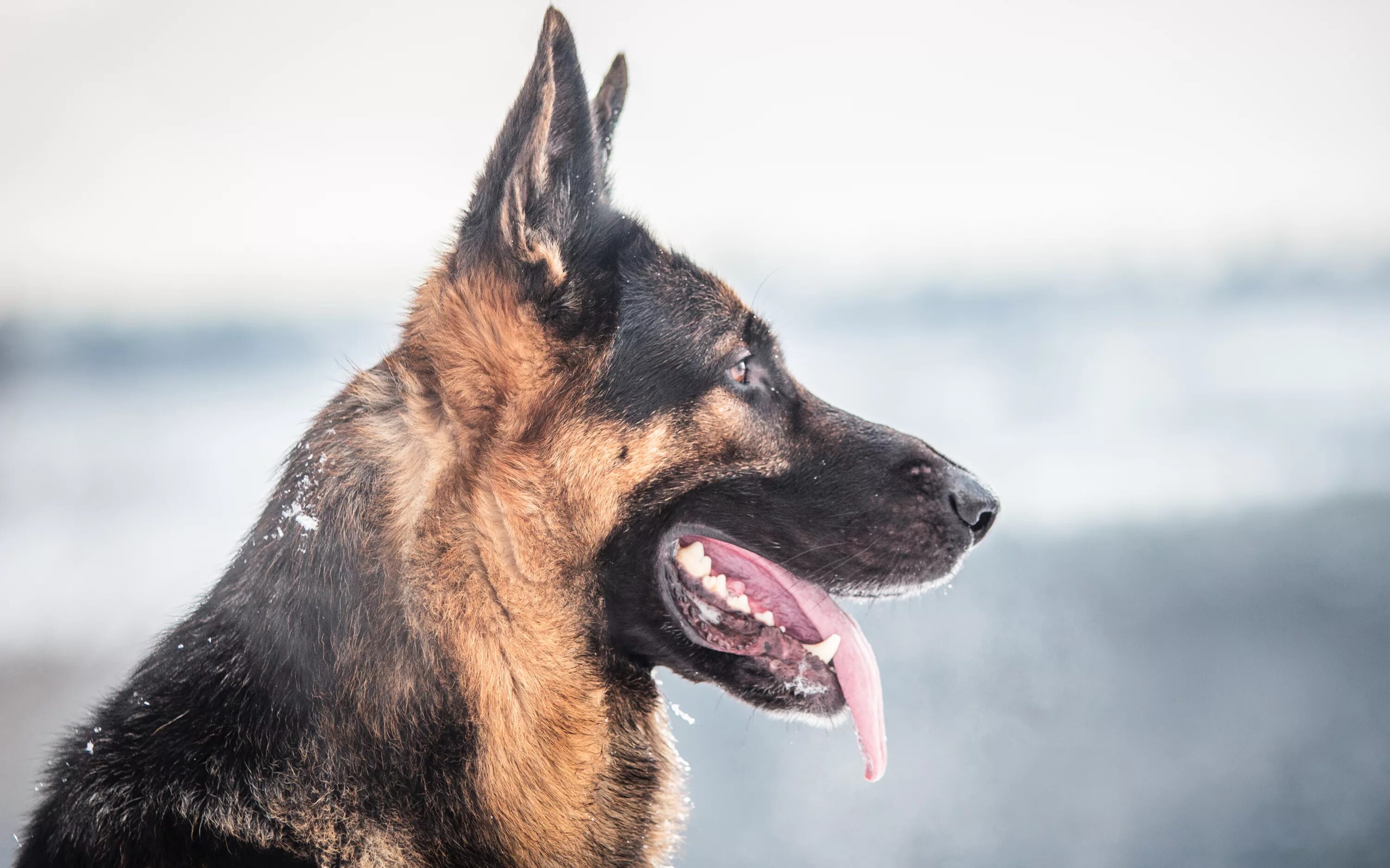 Не бреши собака. Карикатуры на антисоветчиков. Не бреши собака. Порода собак овчарка дауфмана. Харди грей немецкая овчарка.