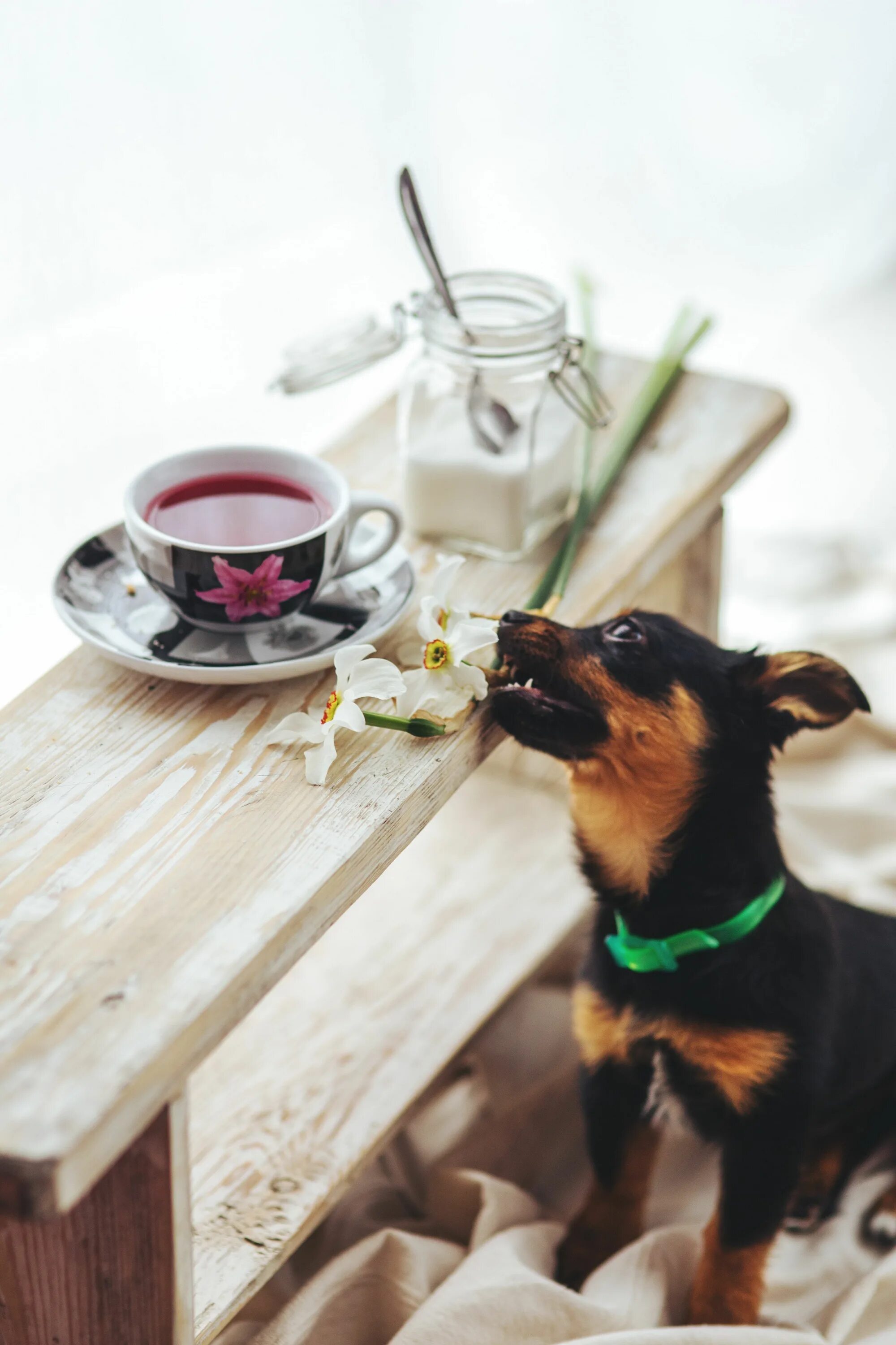 Dogs cup. С добрым утром собаки. Кофе и животные. Утро животные. Доброе утро животные.