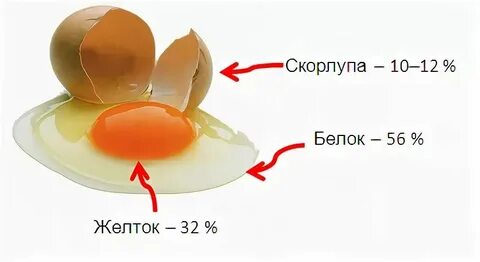 Что содержится в курином белке