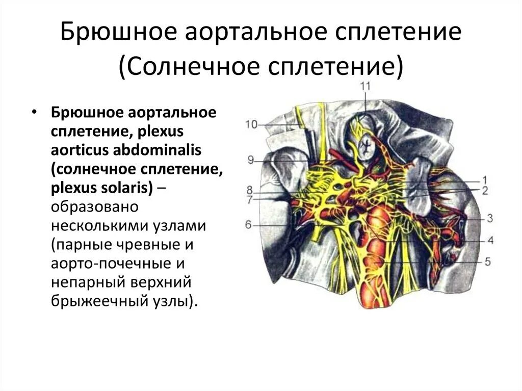 Анатомические структуры чревного сплетения. Брюшное аортальное сплетение схема. Солнечное сплесплетение. Солнечное сплетение.