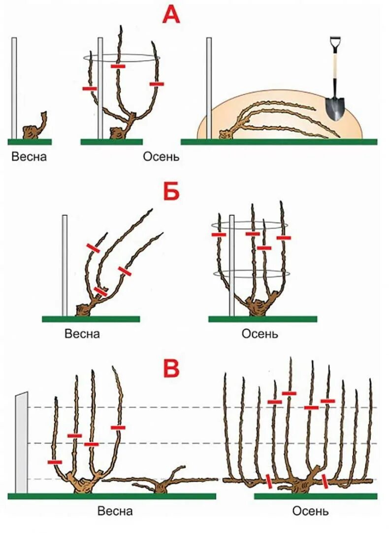 Правильно обрезать виноград весной для начинающих схема. Обрезаем виноград осенью правильно. Как обрезать виноград осенью. Как правильно обрезать виноград осенью схема. Осенняя обрезка винограда 1 года.