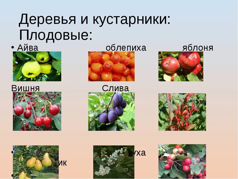 2 плодовых растений. Плодовые культурные растения. Плодово ягодные растения. Культурные растения плодовые культуры. Плодовые кустарники.