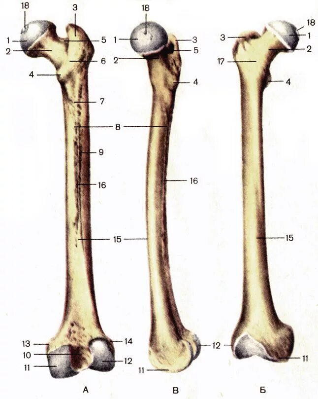 Бедренная кость анатомия. Бедренная кость Синельников. Бедренная кость анатомия Синельников. Нижний эпифиз бедренной кости. Ковид кости