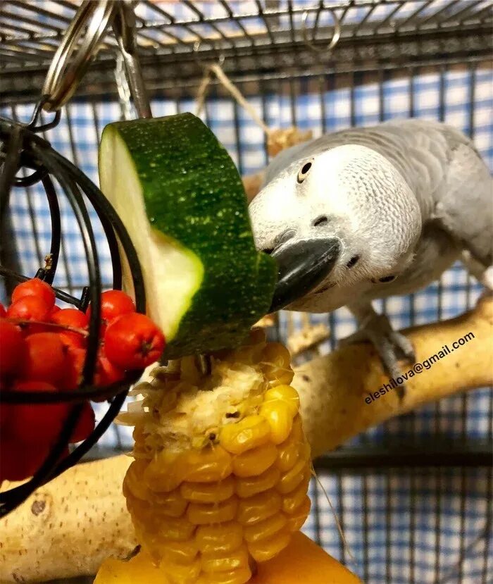 Можно попугаям клубнику. Жако попугаи матом. Овощи для попугаев. Покорми попугая. Попугай и яблоко.