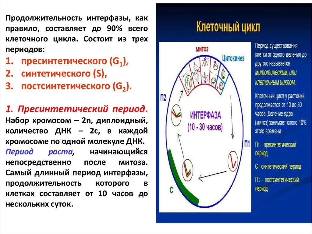 2 Жизненный цикл клетки: интерфаза. Пресинтетический период интерфазы. Жизненный цикл клетки пресинтетический период. Продолжительность интерфазы составляет. 3 этапа интерфазы