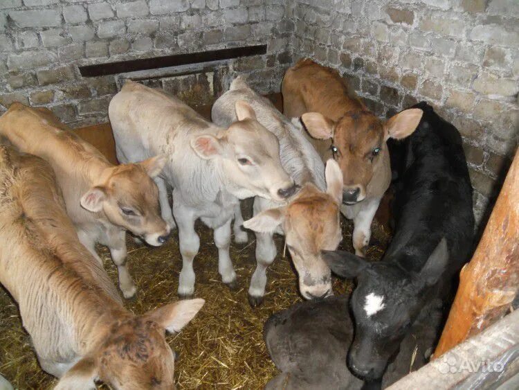 телята мясных пород молодняка. Smental buzoq. теленок бычок мясной породы. бычки все виды. купить бычков в ростовской области.