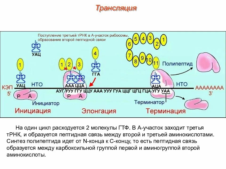 Образование пептидной связи трансляция. Схема синтеза белка в рибосоме трансляция. Трансляция Биосинтез белка на рибосоме. Образование пептидных связей Биосинтез белка. Синтез полипептида на рибосоме.