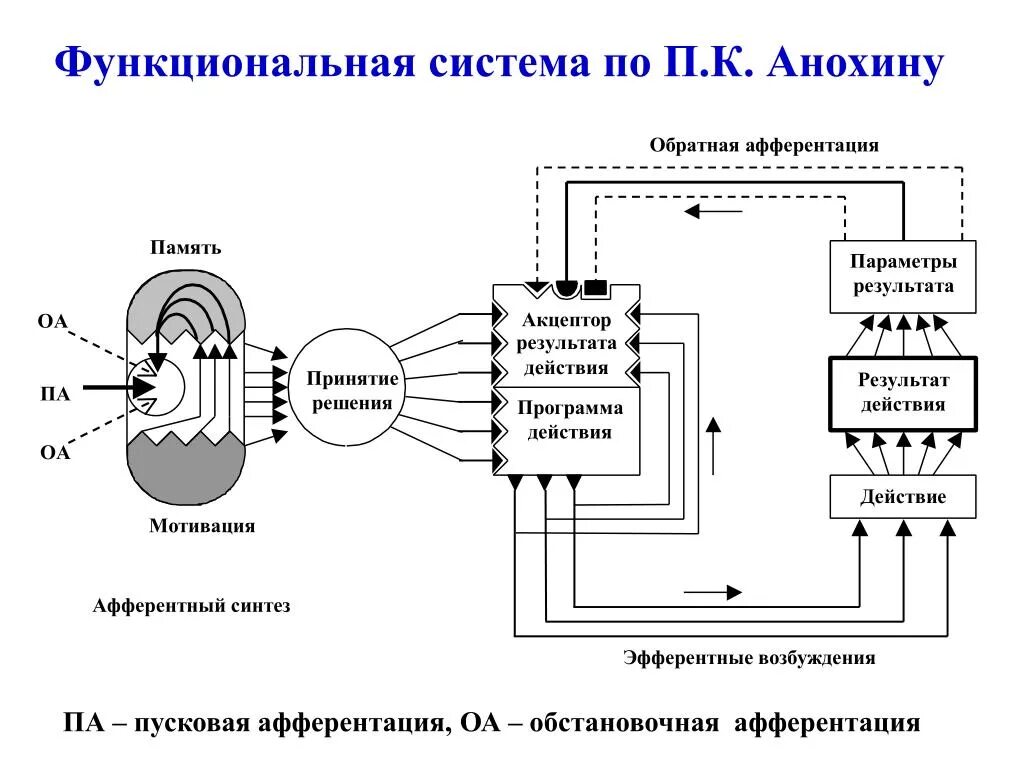 Что понимают под функциональной системой приведите примеры. Обстановочная афферентация по Анохину это. Анохин обстановочная афферентация. Анохин функциональные системы. Пусковая афферентация по Анохину.