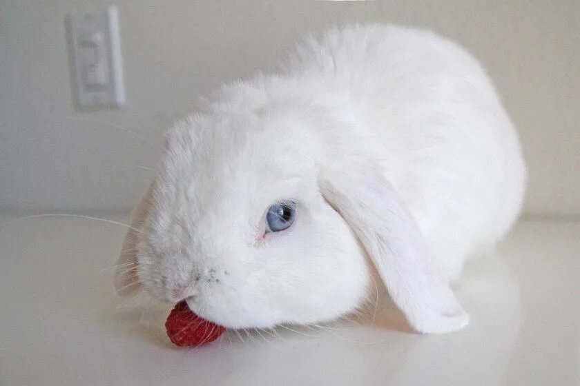 Короче зайка. Вислоухий баран альбинос. Белый кролик вислоухий голубоглазый. Белый вислоухий кролик с красными глазами. Белый голубоглазый кролик.