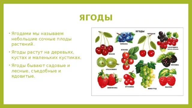 Кустарники и кустарнички. Сочные плоды клубника. Виды кустарников. Небольшой сочный плод кустарников и трав. Сочные плоды кустарников.