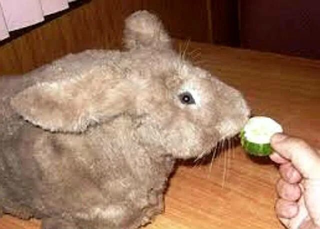 Кролик ест огурец. Кролики едят кабачки. Кролик с кабачком. Кролик с гранатом.