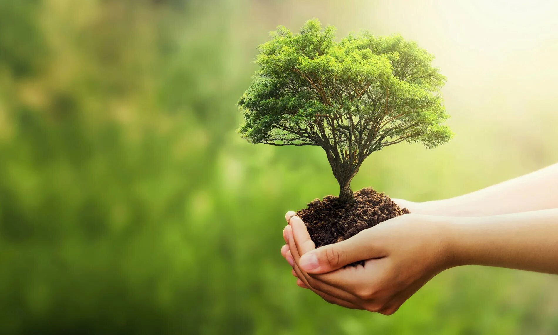 C get environment