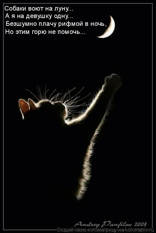 что означает выть на луну. почему волки воют на луну. волк воет на луну. зачем волки воют на луну. силуэт волка воющего на луну.