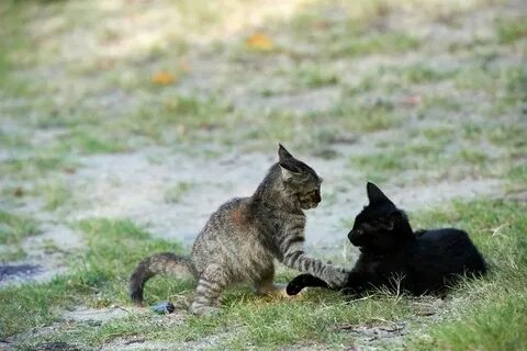 Коты последняя битва