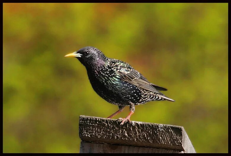 Скворец. Молодые скворцы. Птицы россии скворец. Скворец пятнистый обыкновенный. Скворец доктор.