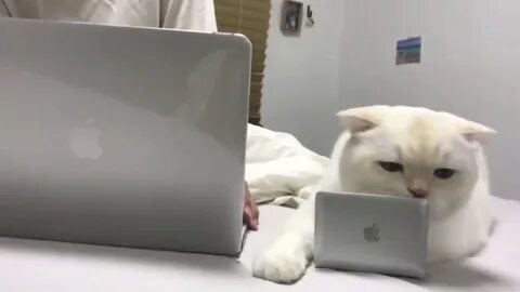 Zippocat video