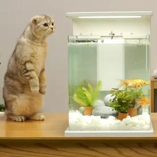 Аквариум для кота