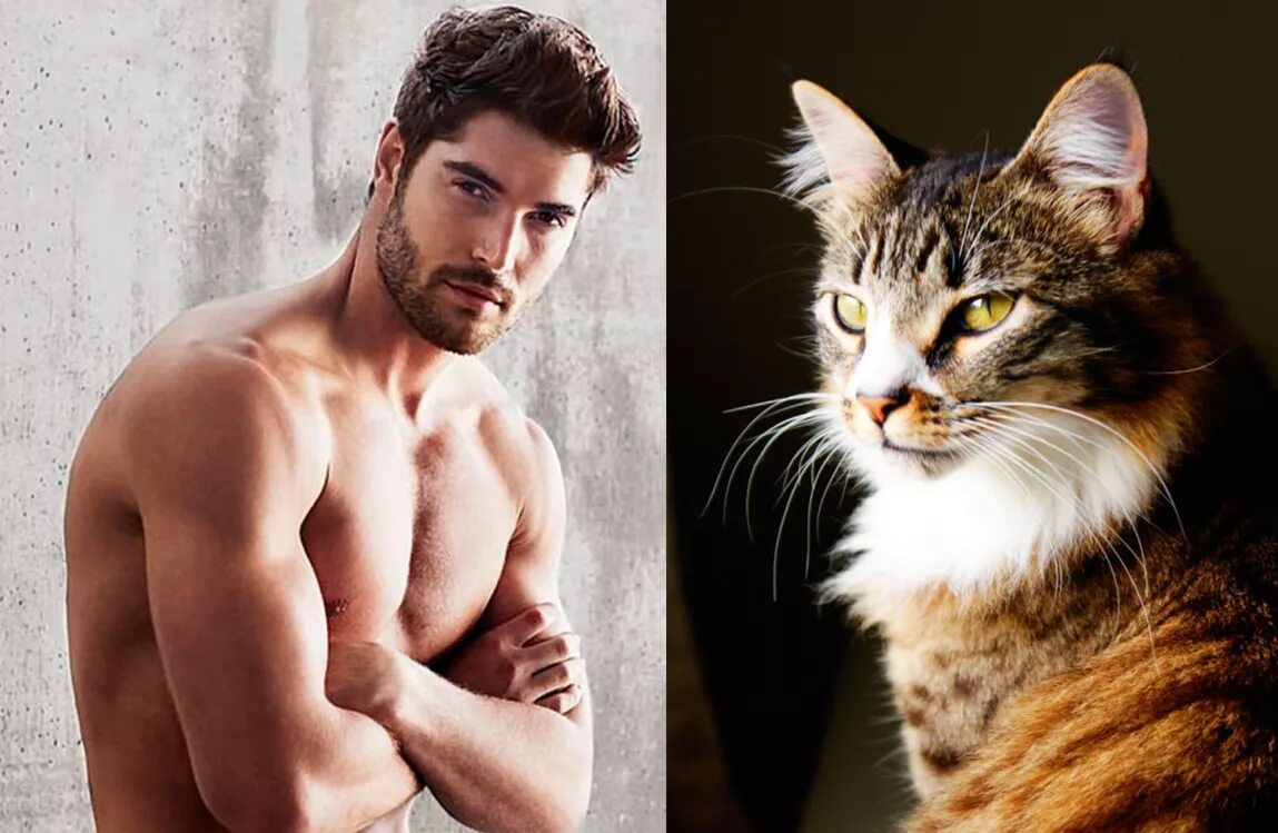 Альфа кошки. Брутальный мужчина с котенком. Альфа самец мужчина. Коты мужского пола. Коты мачо.
