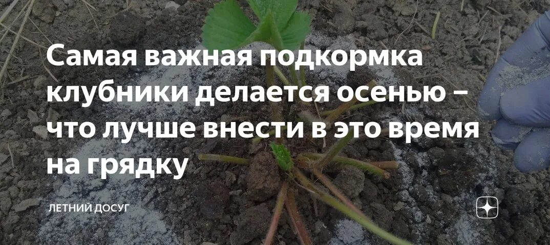 Чем подкормить клубнику после обрезки. Подкормить клубнику после плодоношения. Подкормка клубники осенью после обрезки. Подкормка клубники после плодоношения и обрезки.