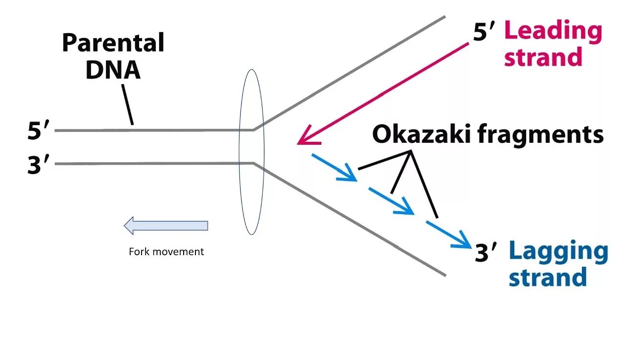 Fragment org. Okazaki fragments. фрагмент днк оказаки. репликация днк фрагменты оказаки. сшивание фрагментов оказаки.