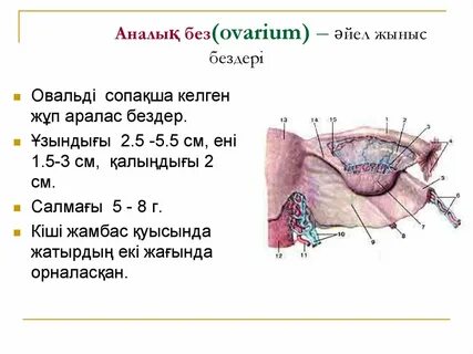 Порно башқұрт мұғалімдері
