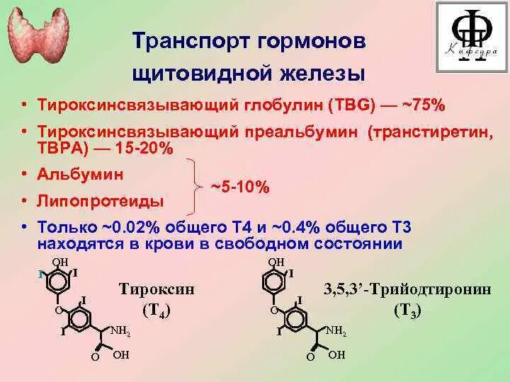 Глобулин связывающий понижен. Транспорт гормонов щитовидной железы. Тироксинсвязывающий преальбумин. Гормоны щитовидной железы патофизиология. Транспорт гормонов кровью.