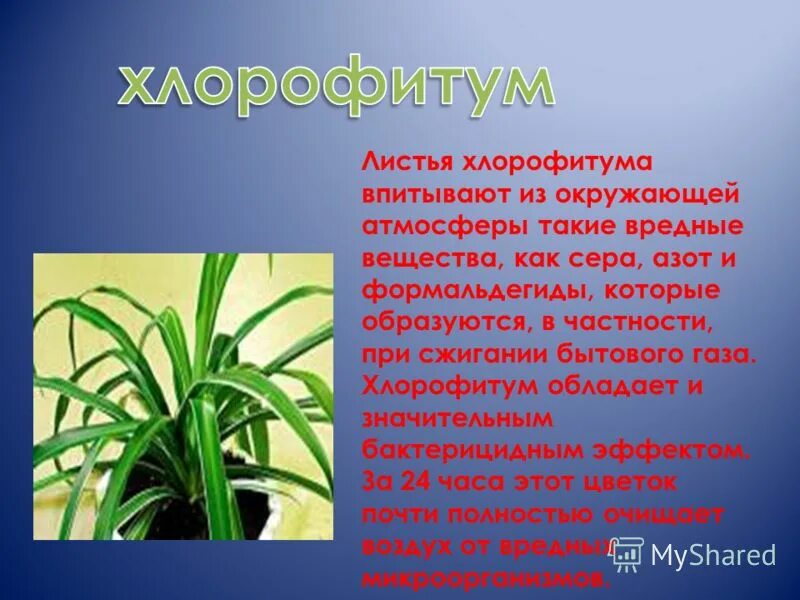 Комнатные растения польза и вред. Хлорофитум. Лечебное растение хлорофитум. Хлорофитум полезное растение. Хлорофитум кудрявый Родина растения.