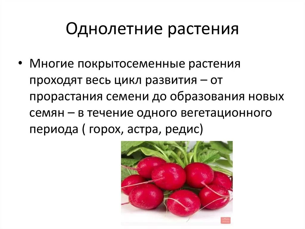 Томат или помидор однолетнее или многолетнее травянистое. Однолетние двулетние и многолетние. Однолетние Покрытосеменные растения. Покрытосеменные однолетние травы. Однолетние овощные растения.