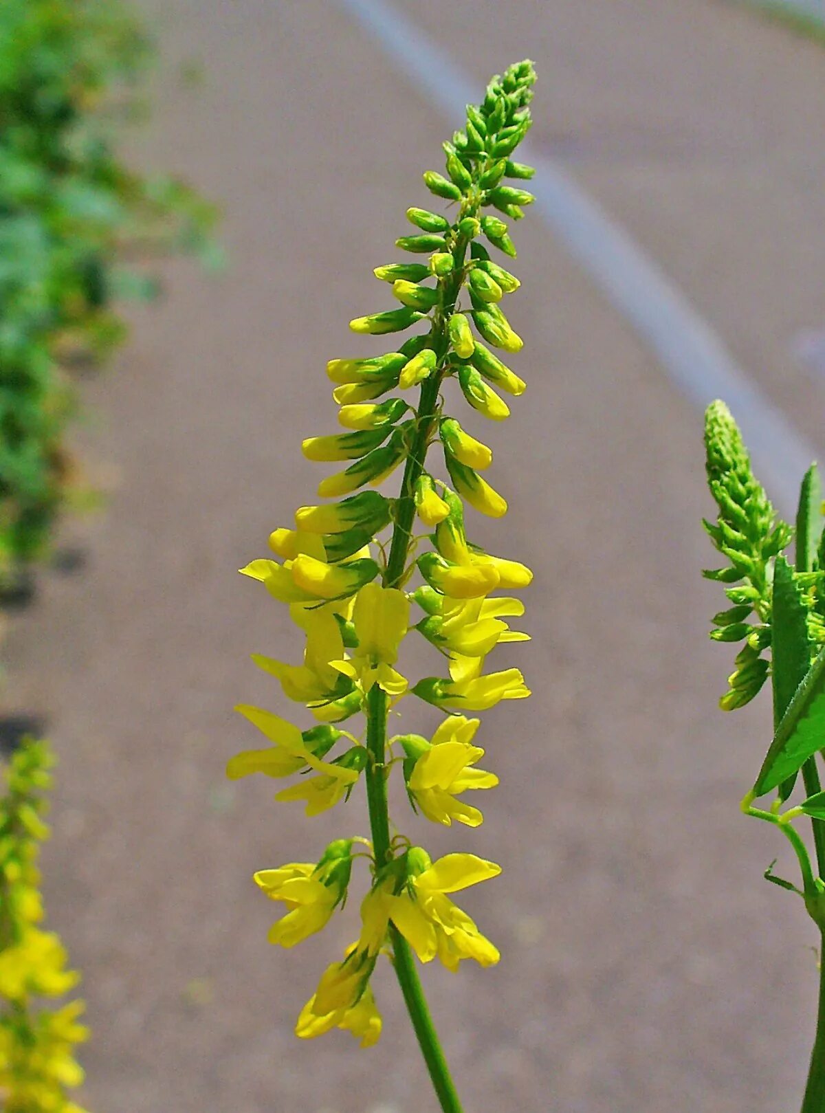 Файл:Melilotus indicus (Flower).jpg - Википедия