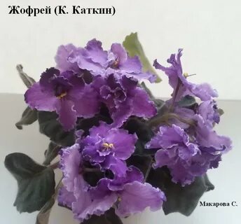 Каткин