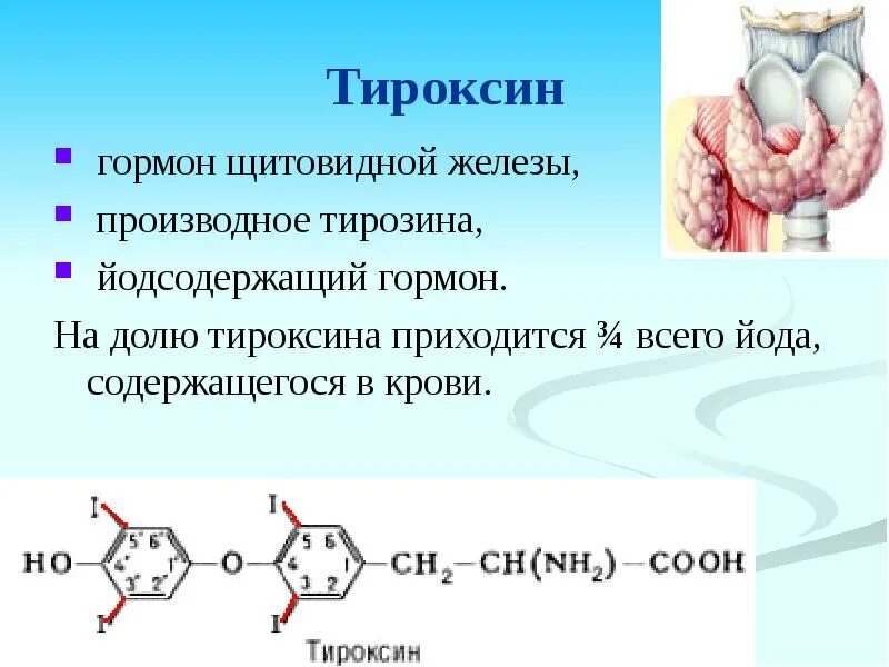 Щитовидная железа гормон тироксин