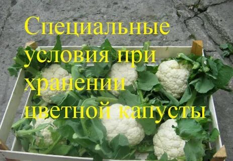 Когда срезать капусту на зиму на хранение