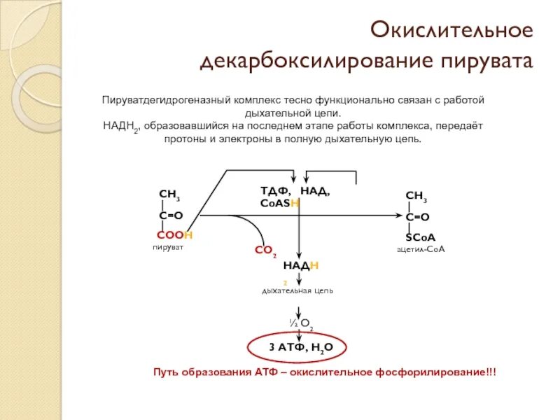 Пировиноградная кислота сколько атф. Схема реакции окислительного декарбоксилирования пирувата. Окислительное декарбоксилирование пирувата протекает в. Окислительное декарбоксилирование ПВК реакции. Пируват окислительное декарбоксилирование.