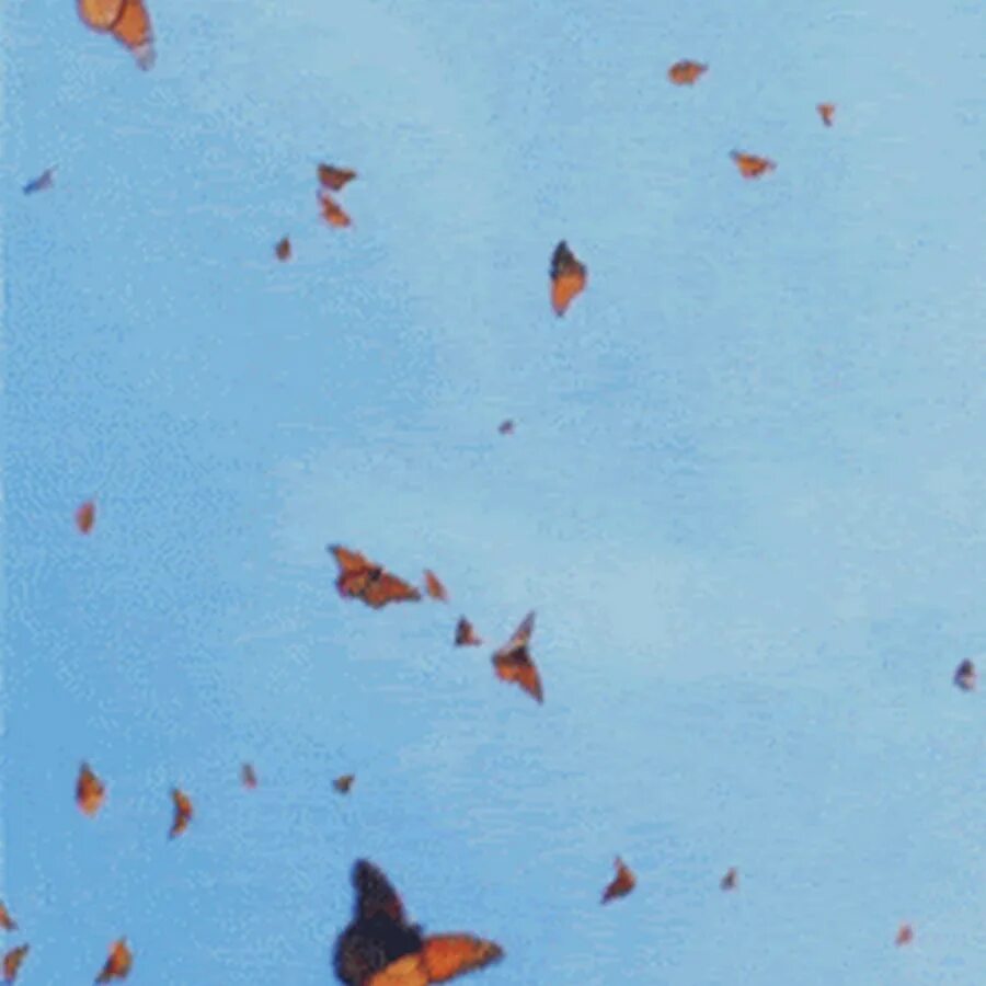 Надпись let's fly красиво. Carol albert. Butterfly fly away miley cyrus. Леттеринг бабочка. Carol albert.