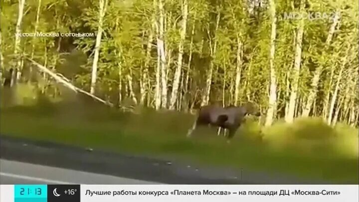 Совершает ли лось длительные миграции. Совершает ли лось длительные миграции