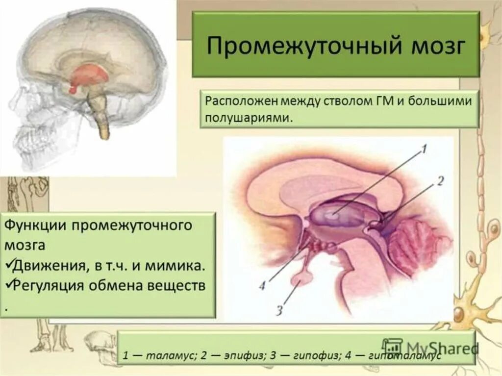 Промежуточный мозг располагается в. Промежуточный мозг строение. Промежуточный мозг строение гипофиз. Структуры отделов и функции промежуточного мозга. Анатомическое строение промежуточного мозга.