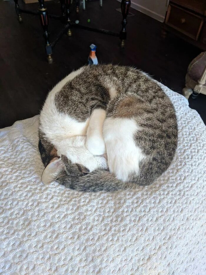 Пи кота. Пи кота. Грустная кошка. Pipibent кошачий наполнитель. Наполнитель pi-pi-bent комкующийся для туалета кошек сенсация свежести.