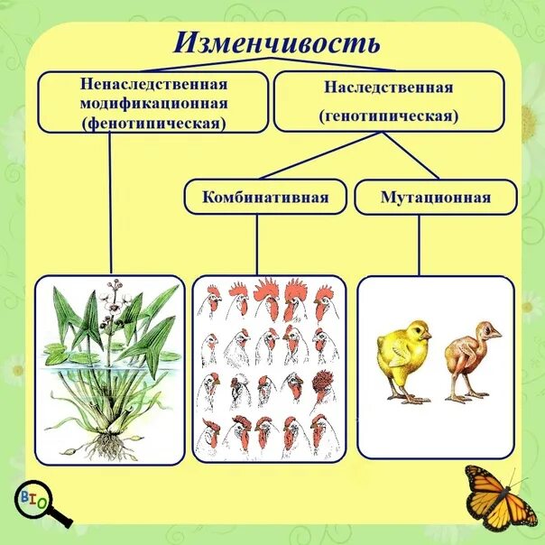 Индивидуальное развитие живого организма. Наследование модификационной изменчивости. Ненаследственная фенотипическая изменчивость 9 класс. Типы изменчивости биология 9 класс. Формы комбинативной изменчивости.