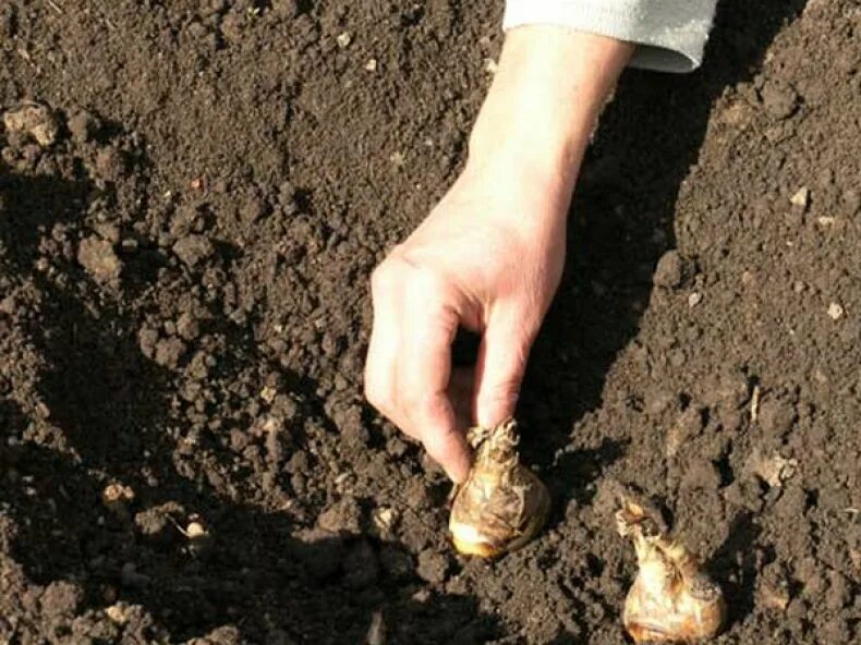 В каком месяце весной сажают. Гладиолусы посадка в открытый грунт весной. Гладиолусы высадка в открытый грунт. Посадка георгинов клубнями весной в открытый грунт. Посадка георгинов клубнями весной в открытый грунт Подмосковье.