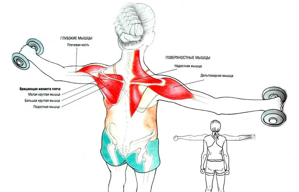 Разведение гантелей стоя мышцы. Упражнение с гантелями разведение рук в стороны. Мышцы плеча упражнения. Упражнения для мышц спины. Через какое плечо нужно