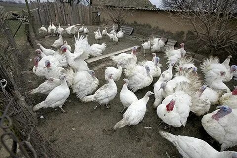 Село николо александровское ставропольский