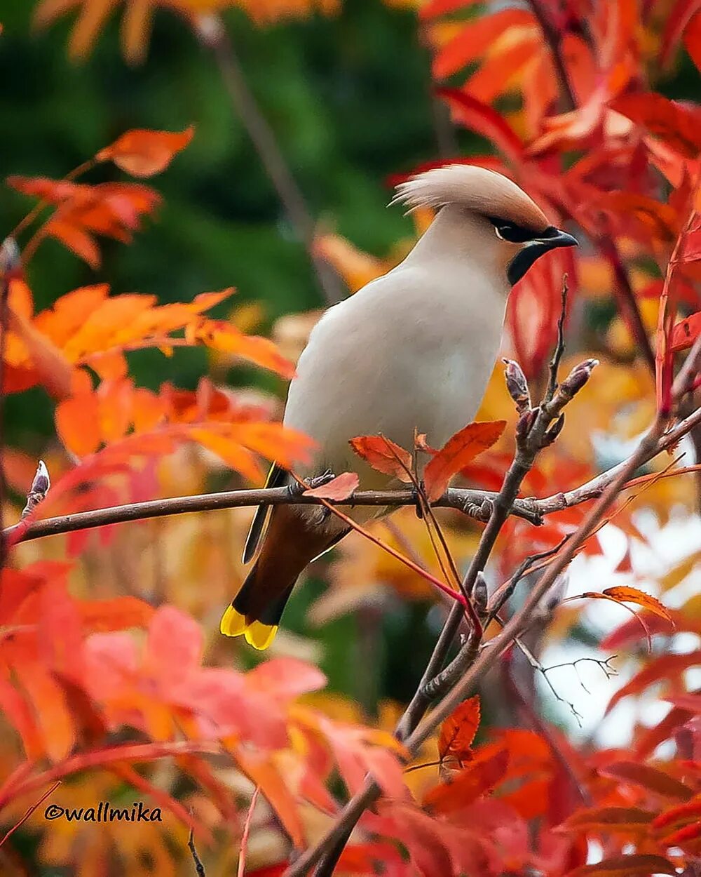 Autumn birds. Осенние птицы. Красивые осенние птицы. Птицы осенью. Красивые птички.