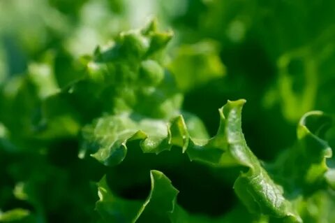 Leafy vegetables